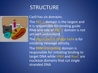 STRUCTURE
Cas9 has six domains.
The REC 1 domain is the largest and
it is responsible for binding guide
RNA and role of REC 2 domain is not
yet well understood.
The arginine-rich bridge helix is for
initiating cleavage activity.
The PAM-interacting domain is
responsible for initiating binding to
target DNA while HNH and RuvC are
nuclease domains that cut single
stranded DNA
 