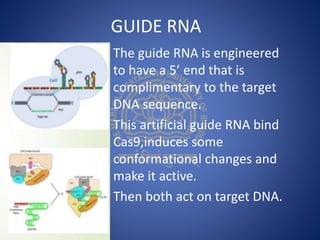 GUIDE RNA
The guide RNA is engineered
to have a 5’ end that is
complimentary to the target
DNA sequence.
This artificial guide RNA bind
Cas9,induces some
conformational changes and
make it active.
Then both act on target DNA.
 