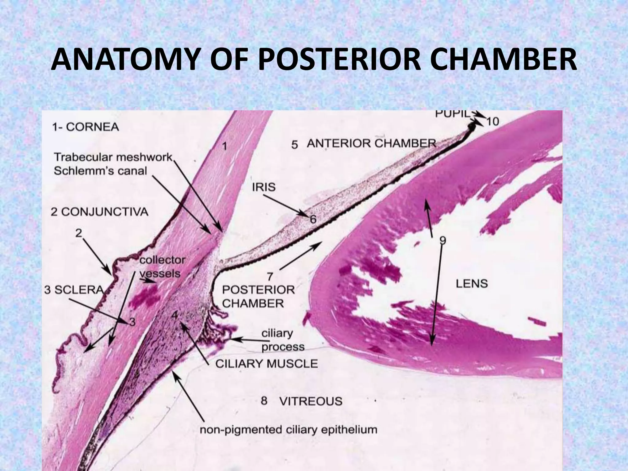 ANATOMY OF POSTERIOR CHAMBER
 