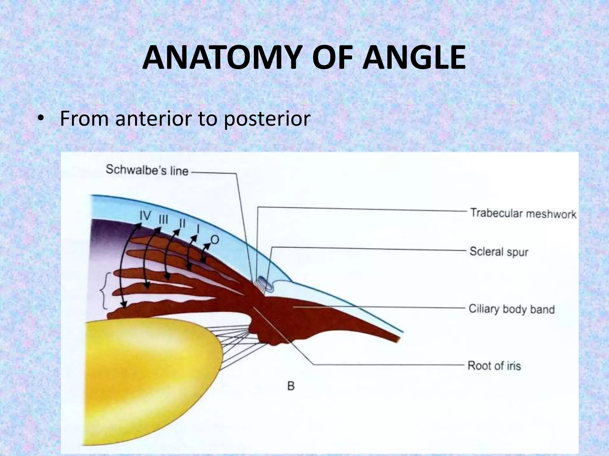 ANATOMY OF ANGLE
• From anterior to posterior
 