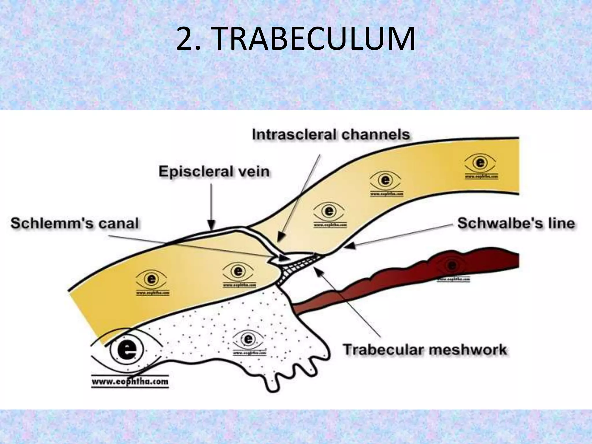 2. TRABECULUM
 