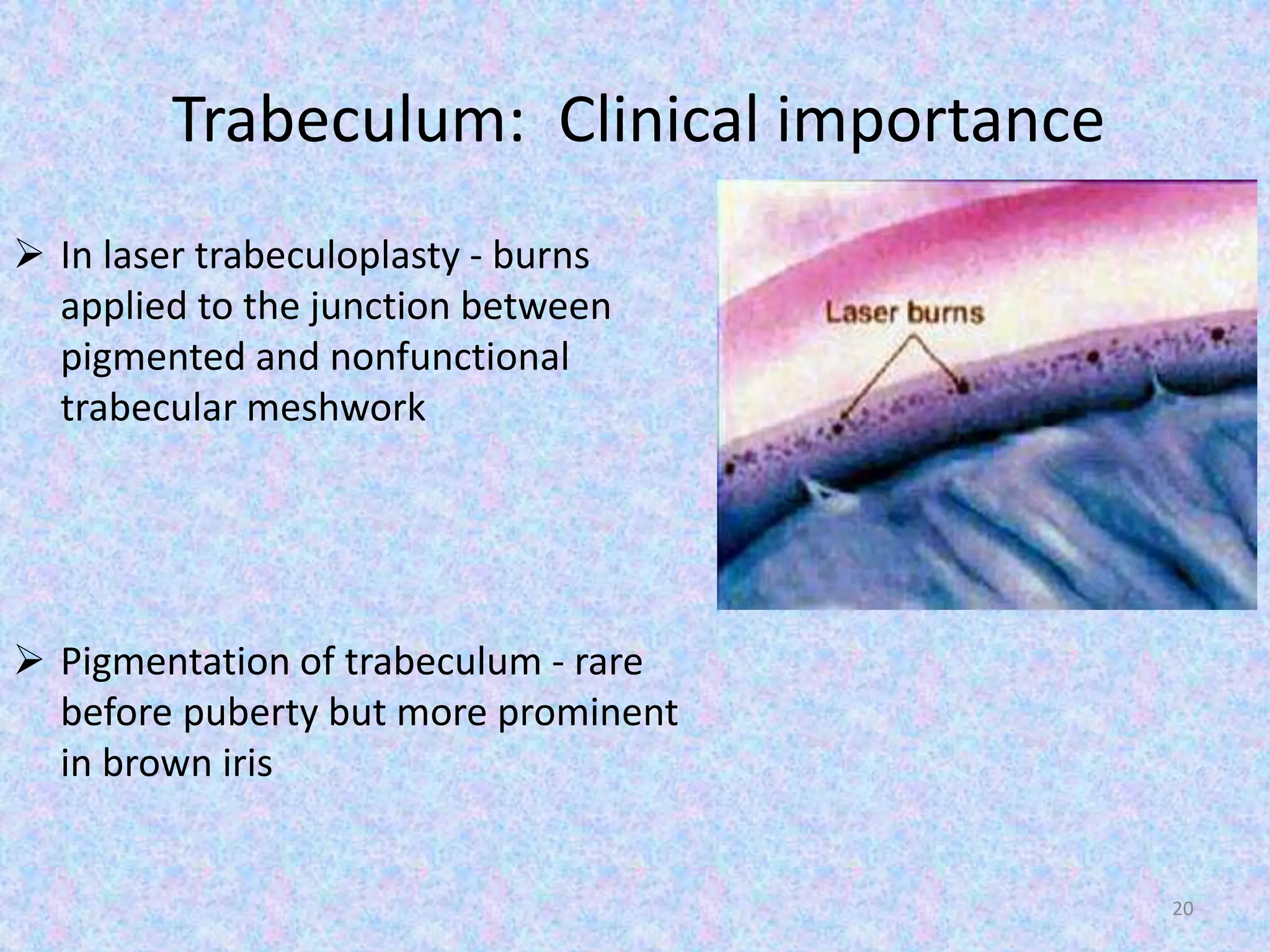 Trabeculum: Clinical importance
 In laser trabeculoplasty - burns
applied to the junction between
pigmented and nonfunctional
trabecular meshwork
 Pigmentation of trabeculum - rare
before puberty but more prominent
in brown iris
20
 