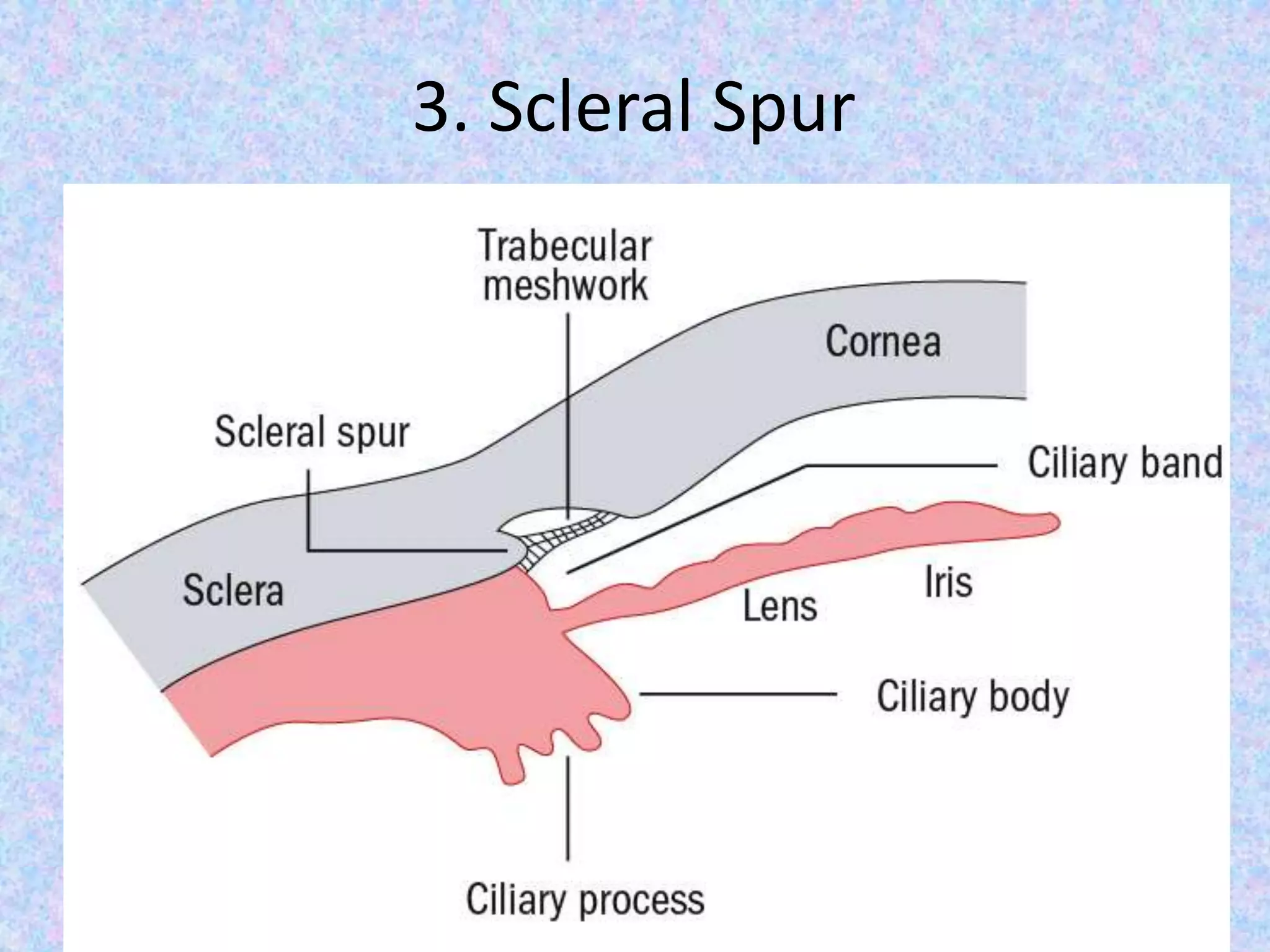3. Scleral Spur
 