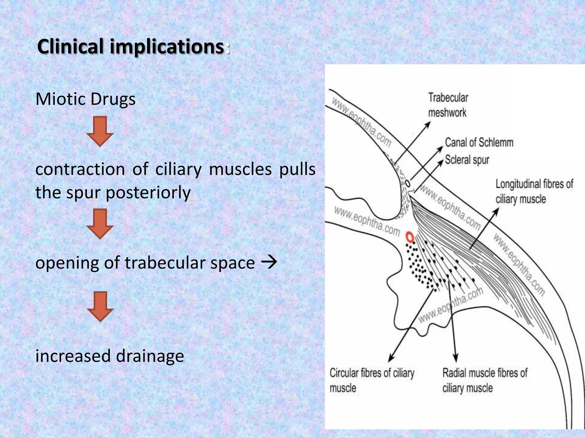 23
Clinical implications:
Miotic Drugs
contraction of ciliary muscles pulls
the spur posteriorly
opening of trabecular space 
increased drainage
 
