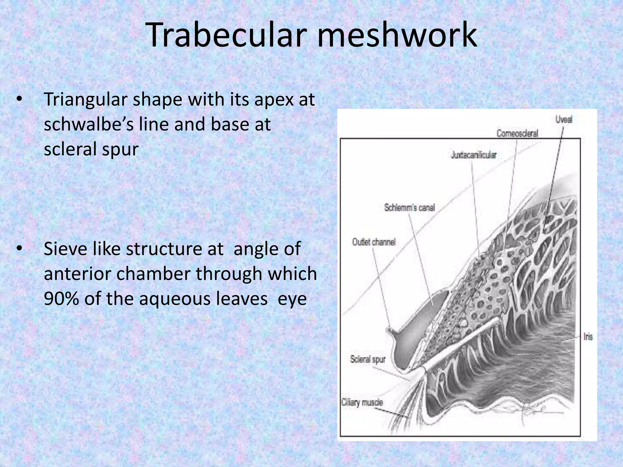 Trabecular meshwork
• Triangular shape with its apex at
schwalbe’s line and base at
scleral spur
• Sieve like structure at angle of
anterior chamber through which
90% of the aqueous leaves eye
 