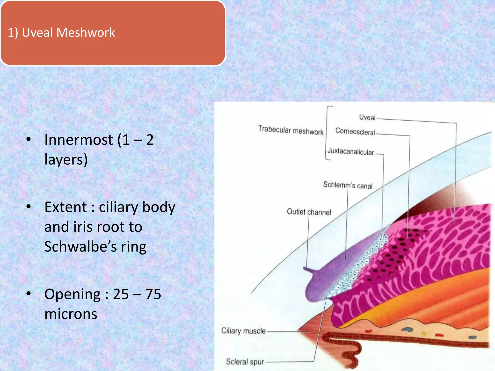 1) Uveal Meshwork
• Innermost (1 – 2
layers)
• Extent : ciliary body
and iris root to
Schwalbe’s ring
• Opening : 25 – 75
microns
 