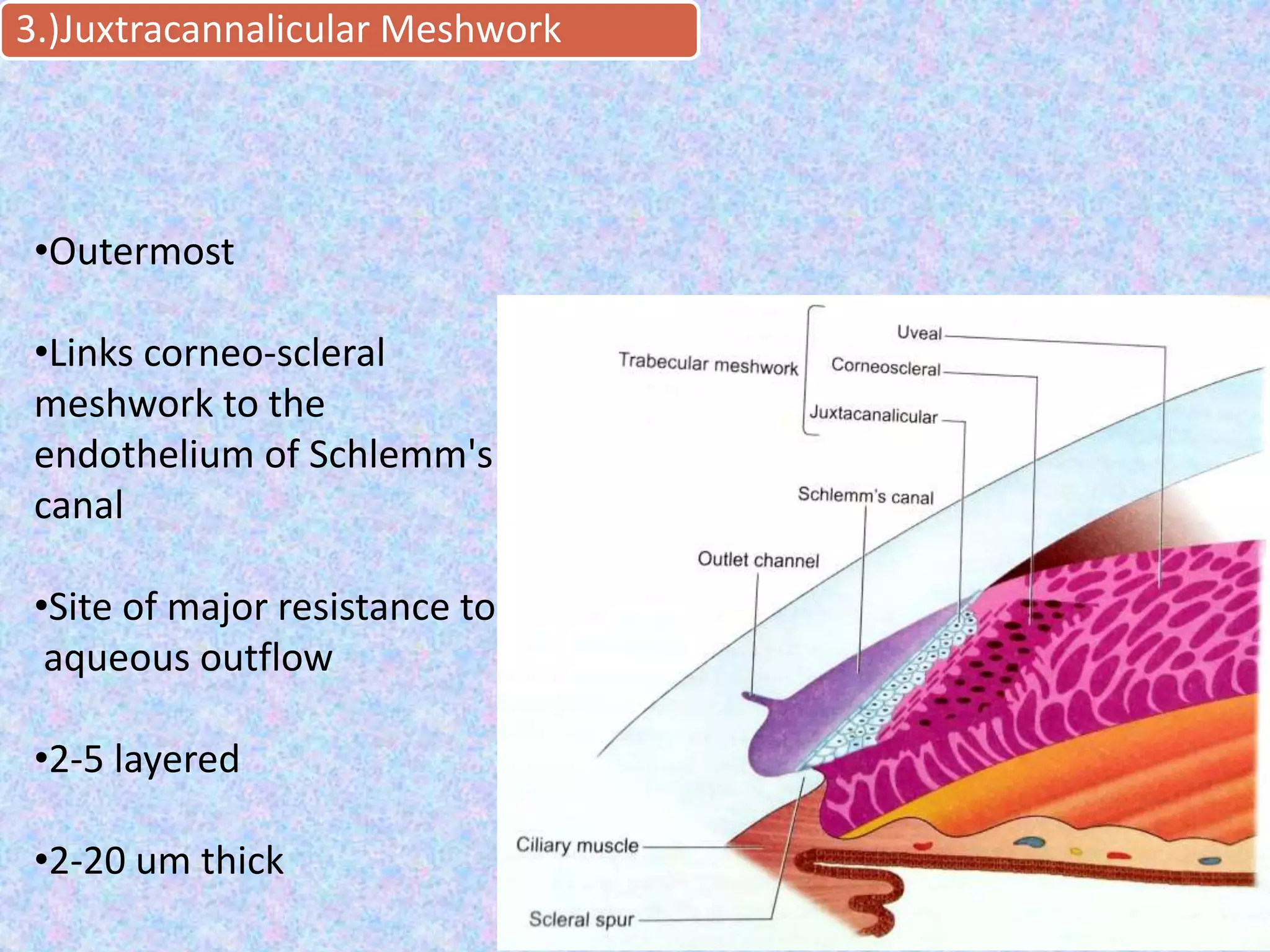 49
•Outermost
•Links corneo-scleral
meshwork to the
endothelium of Schlemm's
canal
•Site of major resistance to
aqueous outflow
•2-5 layered
•2-20 um thick
3.)Juxtracannalicular Meshwork
 