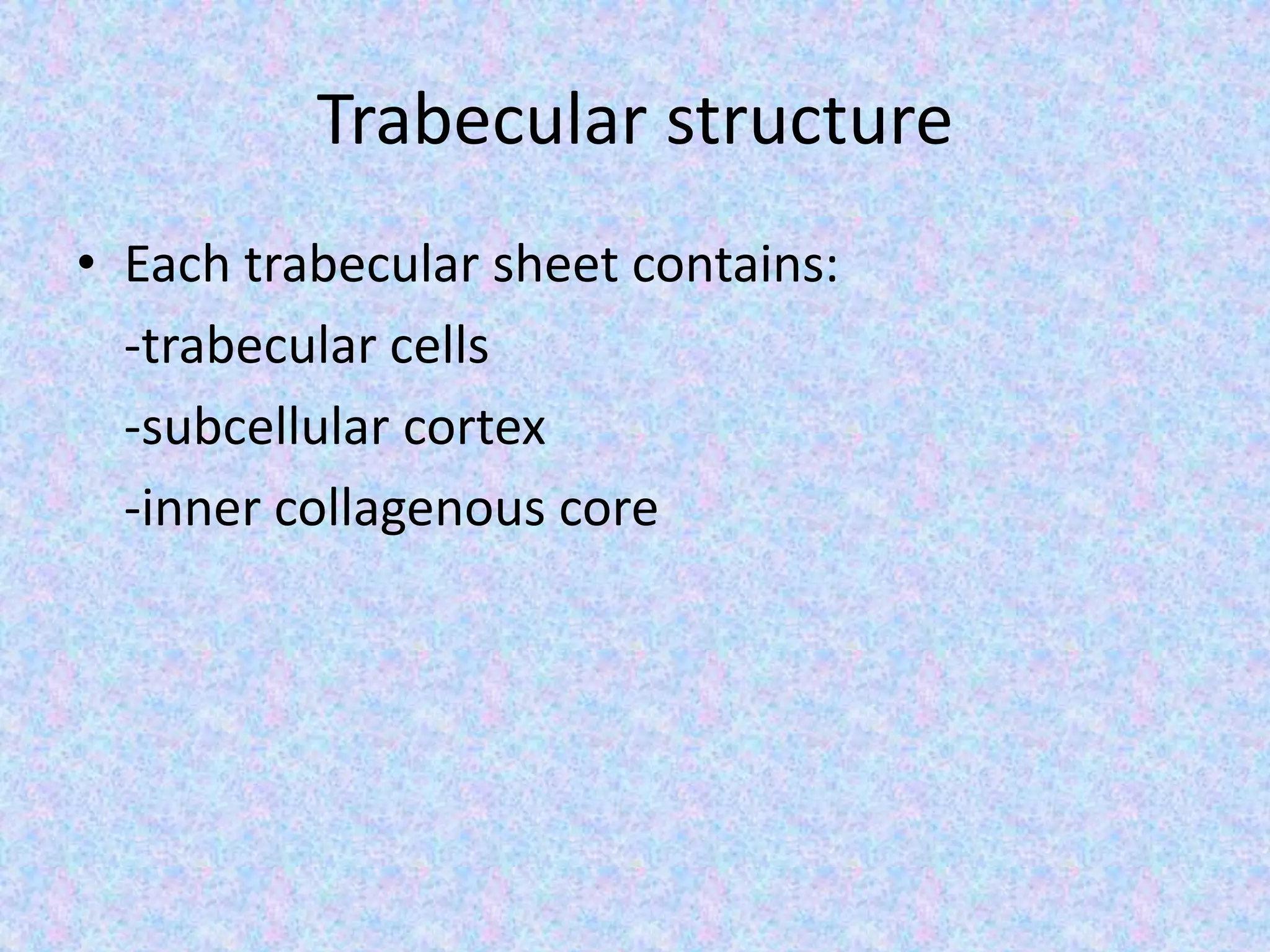 Trabecular structure
• Each trabecular sheet contains:
-trabecular cells
-subcellular cortex
-inner collagenous core
 