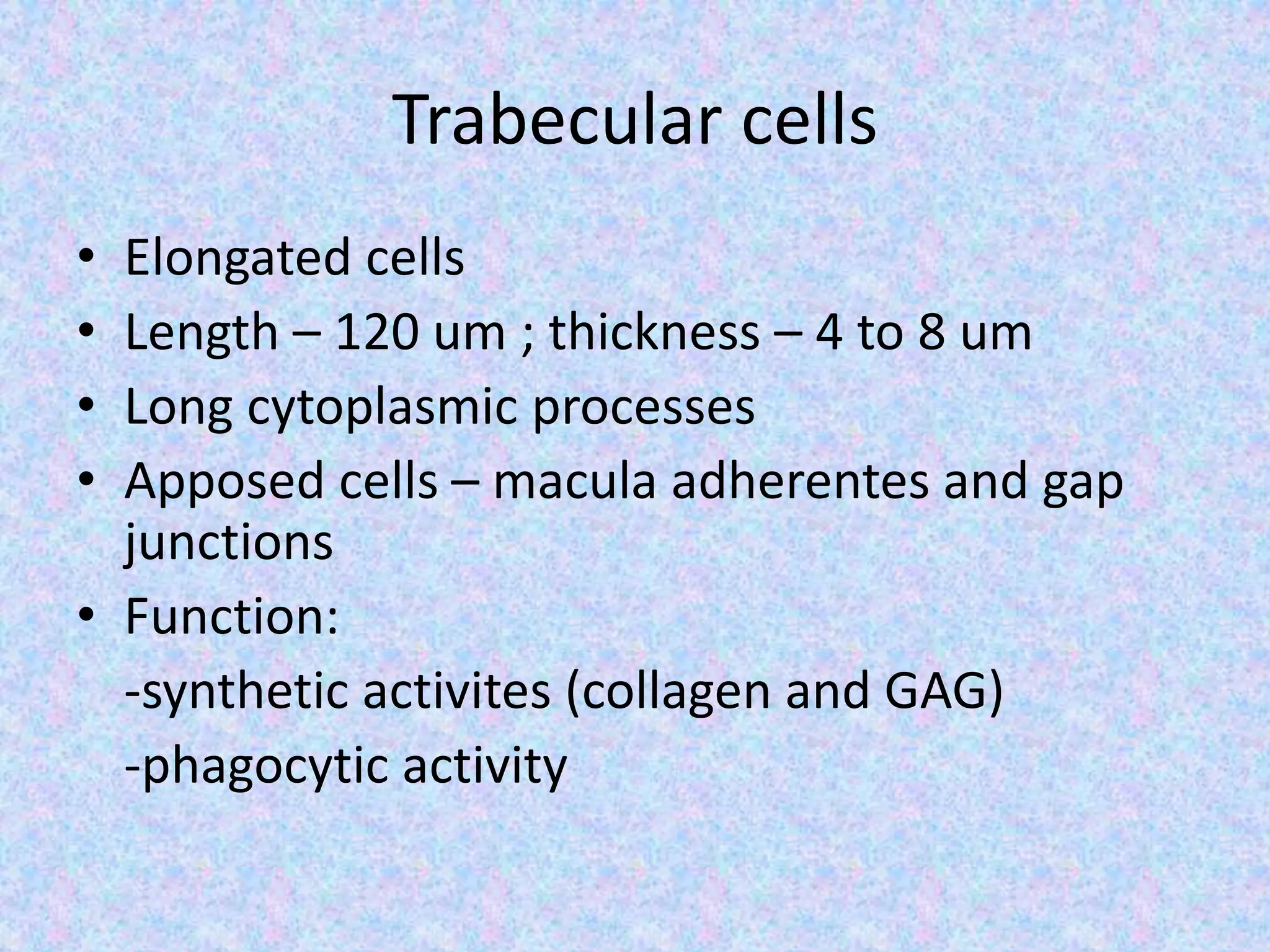 Trabecular cells
• Elongated cells
• Length – 120 um ; thickness – 4 to 8 um
• Long cytoplasmic processes
• Apposed cells – macula adherentes and gap
junctions
• Function:
-synthetic activites (collagen and GAG)
-phagocytic activity
 