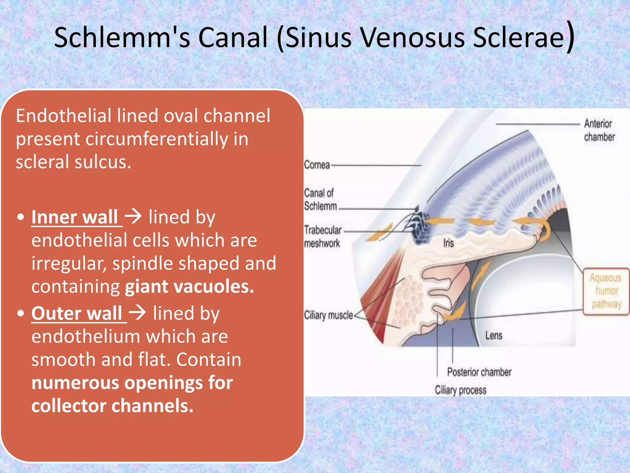 Schlemm's Canal (Sinus Venosus Sclerae)
Endothelial lined oval channel
present circumferentially in
scleral sulcus.
• Inner wall  lined by
endothelial cells which are
irregular, spindle shaped and
containing giant vacuoles.
• Outer wall  lined by
endothelium which are
smooth and flat. Contain
numerous openings for
collector channels.
 