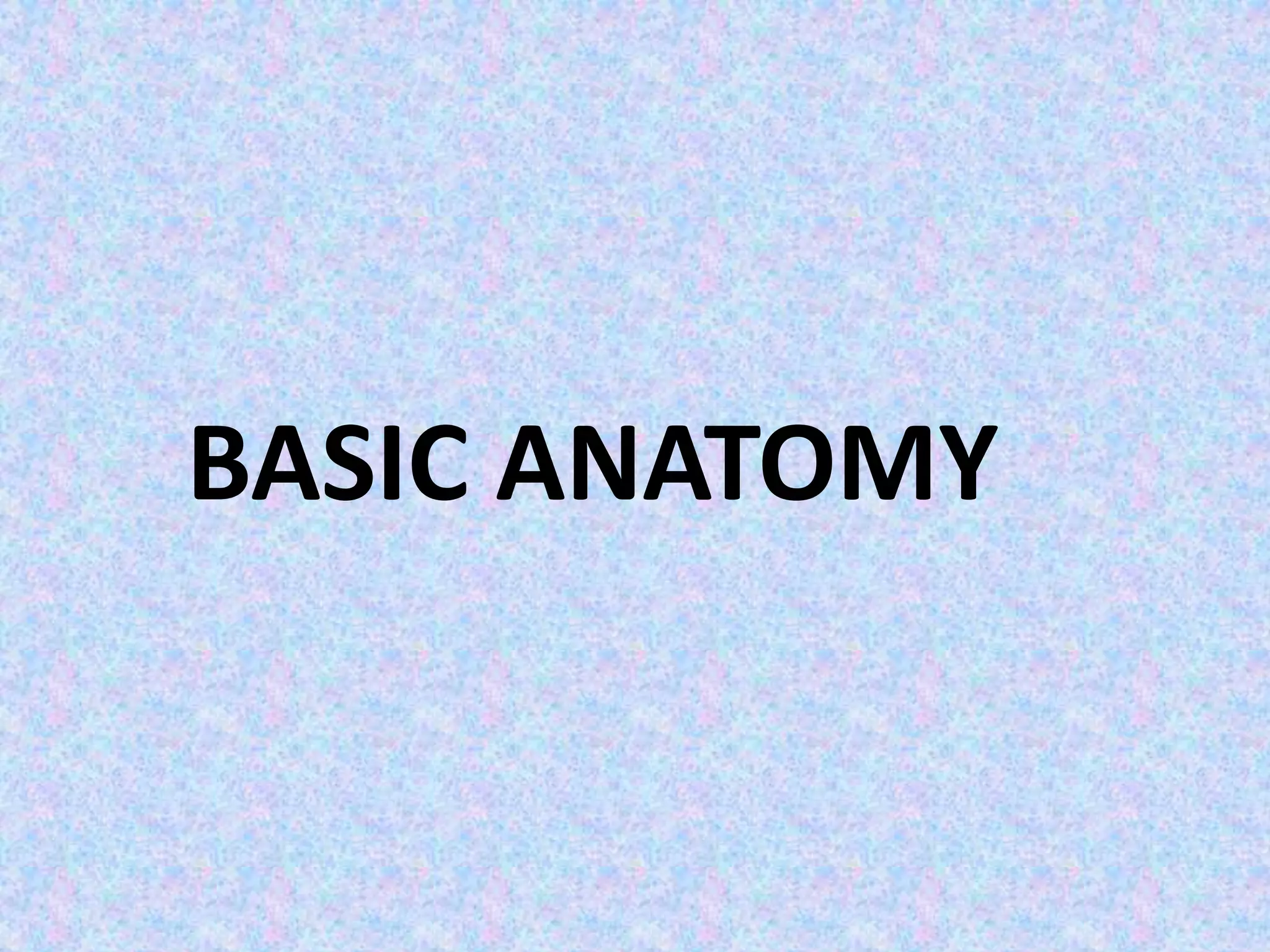 BASIC ANATOMY
 
