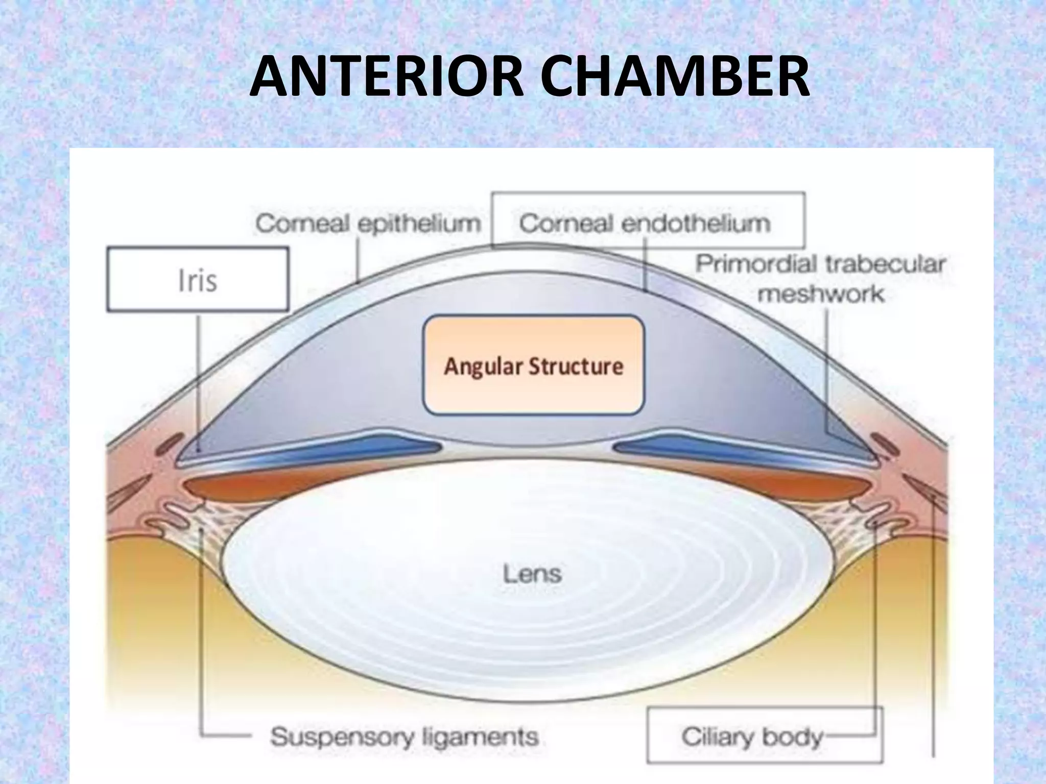 ANTERIOR CHAMBER
 