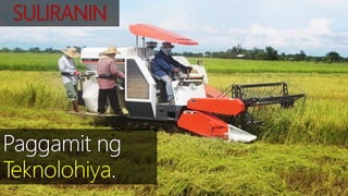 SEKTOR NG AGRIKLTURA 