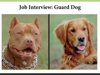 Job Interview: Guard Dog

 