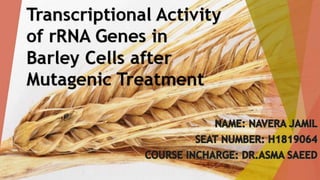 Transcriptional Activity of rRNA Genes in Barley Cells after Mutagenic Treatment