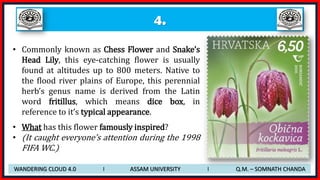 4.
• Commonly known as Chess Flower and Snake’s
Head Lily, this eye-catching flower is usually
found at altitudes up to 800 meters. Native to
the flood river plains of Europe, this perennial
herb’s genus name is derived from the Latin
word fritillus, which means dice box, in
reference to it’s typical appearance.
• What has this flower famously inspired?
• (It caught everyone’s attention during the 1998
FIFA WC.)
WANDERING CLOUD 4.0 I ASSAM UNIVERSITY I Q.M. – SOMNATH CHANDA
 