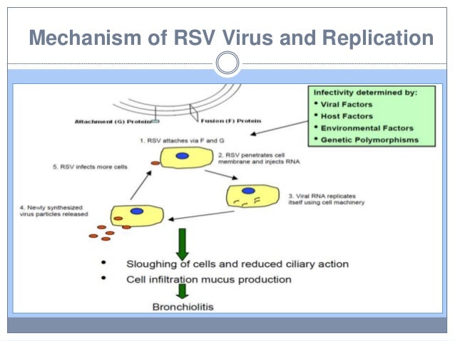 an analysis of respiratory syncytial virus Respiratory syncytial virus (rsv) is the most common cause of lower analyzed a sample of canadian infants hospitalized with rsv disease. an analysis of respiratory syncytial virus Respiratory syncytial virus (rsv) is the most common cause of lower analyzed a sample of canadian infants hospitalized with rsv disease.