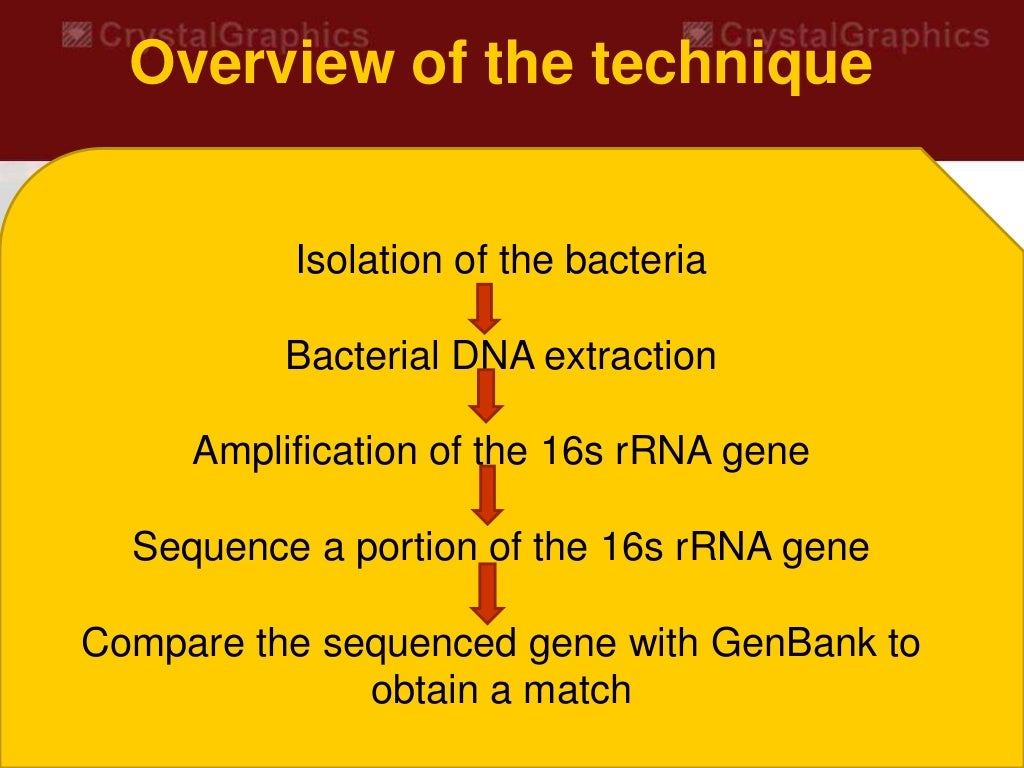 Bacterial Identification by 16s rRNA Sequencing.ppt