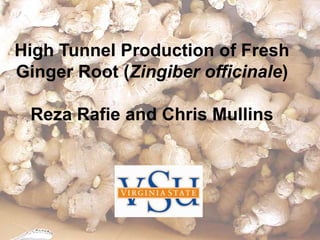 High Tunnel Production of Fresh
Ginger Root (Zingiber officinale)

 Reza Rafie and Chris Mullins
 