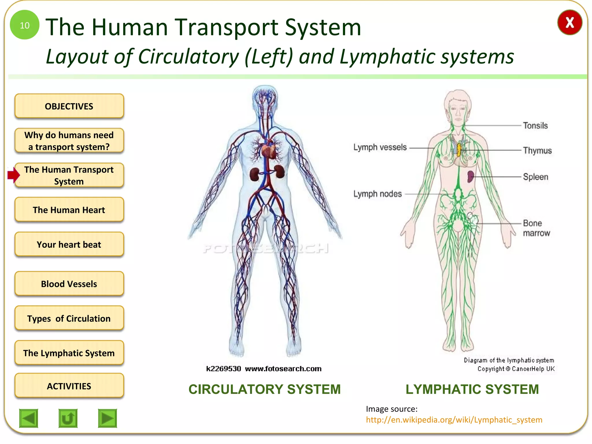 OBJECTIVES
The Human Transport
System
The Human Heart
Blood Vessels
Types of Circulation
ACTIVITIES
Your heart beat
The Lymphatic System
Why do humans need
a transport system?
The Human Transport System
Layout of Circulatory (Left) and Lymphatic systems
10
CIRCULATORY SYSTEM LYMPHATIC SYSTEM
Image source:
http://en.wikipedia.org/wiki/Lymphatic_system
 