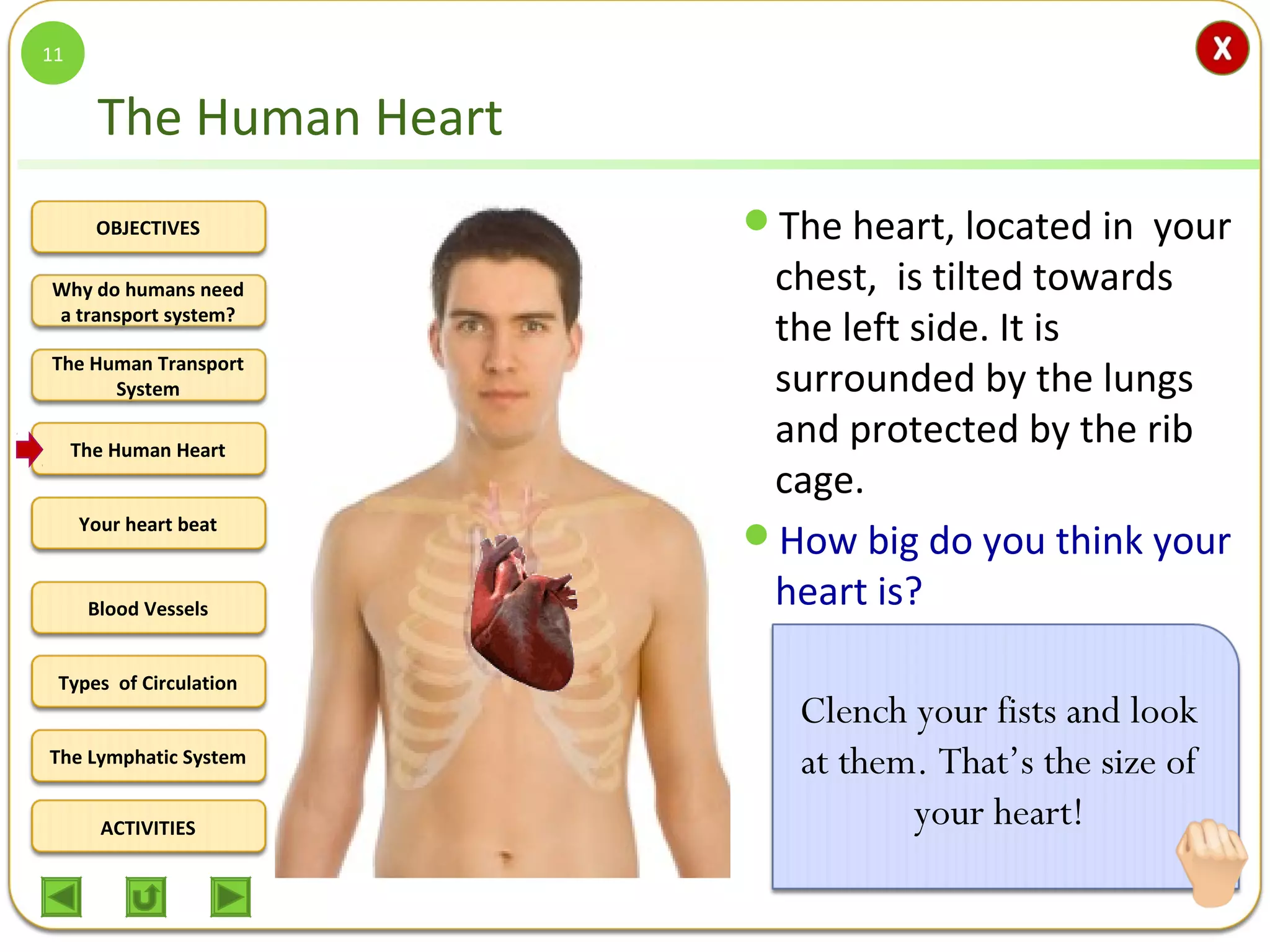 OBJECTIVES
The Human Transport
System
The Human Heart
Blood Vessels
Types of Circulation
ACTIVITIES
Your heart beat
The Lymphatic System
Why do humans need
a transport system?
The Human Heart
The heart, located in your
chest, is tilted towards
the left side. It is
surrounded by the lungs
and protected by the rib
cage.
How big do you think your
heart is?
Clench your fists and look
at them. That’s the size of
your heart!
11
 