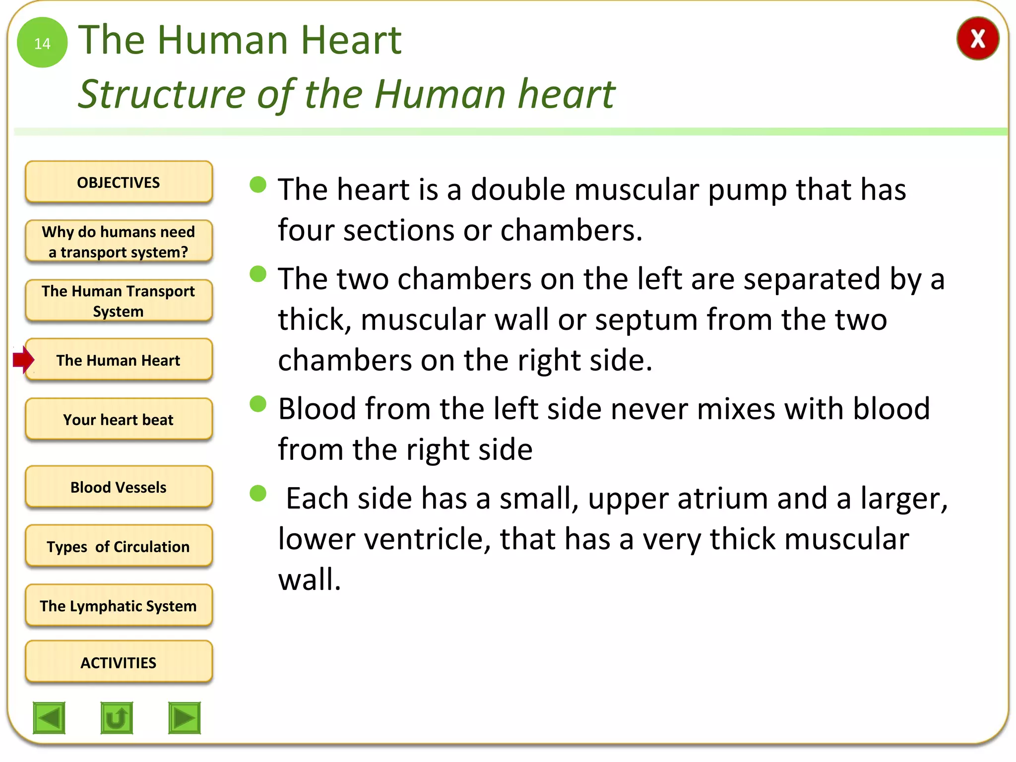 OBJECTIVES
The Human Transport
System
The Human Heart
Blood Vessels
Types of Circulation
ACTIVITIES
Your heart beat
The Lymphatic System
Why do humans need
a transport system?
The Human Heart
Structure of the Human heart
The heart is a double muscular pump that has
four sections or chambers.
The two chambers on the left are separated by a
thick, muscular wall or septum from the two
chambers on the right side.
Blood from the left side never mixes with blood
from the right side
 Each side has a small, upper atrium and a larger,
lower ventricle, that has a very thick muscular
wall.
14
 