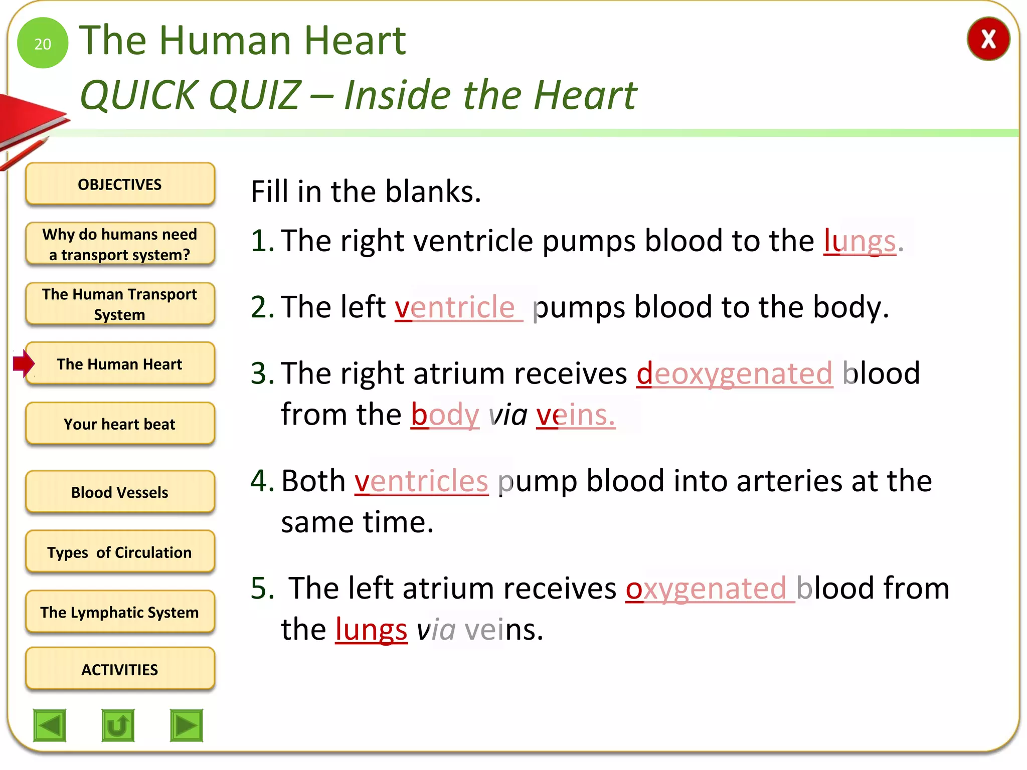OBJECTIVES
The Human Transport
System
The Human Heart
Blood Vessels
Types of Circulation
ACTIVITIES
Your heart beat
The Lymphatic System
Why do humans need
a transport system?
The Human Heart
QUICK QUIZ – Inside the Heart
Fill in the blanks.
1.The right ventricle pumps blood to the lungs.
2.The left ventricle pumps blood to the body.
3.The right atrium receives deoxygenated blood
from the body via veins.
4.Both ventricles pump blood into arteries at the
same time.
5. The left atrium receives oxygenated blood from
the lungs via veins.
20
 