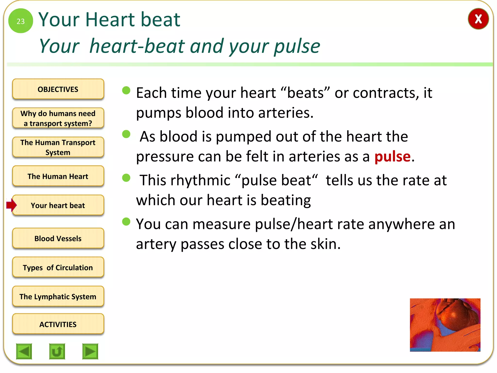 OBJECTIVES
The Human Transport
System
The Human Heart
Blood Vessels
Types of Circulation
ACTIVITIES
Your heart beat
The Lymphatic System
Why do humans need
a transport system?
Your Heart beat
Your heart-beat and your pulse
Each time your heart “beats” or contracts, it
pumps blood into arteries.
 As blood is pumped out of the heart the
pressure can be felt in arteries as a pulse.
 This rhythmic “pulse beat“ tells us the rate at
which our heart is beating
You can measure pulse/heart rate anywhere an
artery passes close to the skin.
23
 