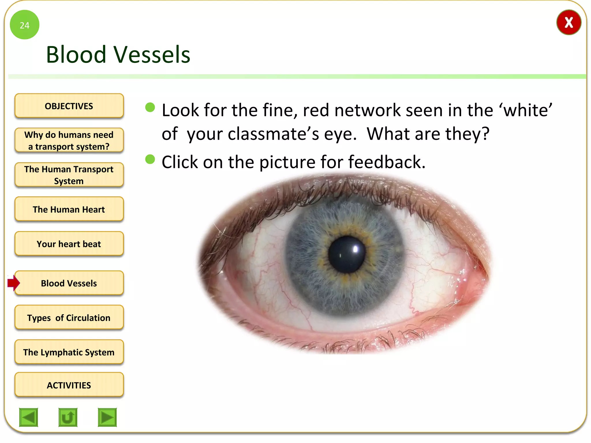 OBJECTIVES
The Human Transport
System
The Human Heart
Blood Vessels
Types of Circulation
ACTIVITIES
Your heart beat
The Lymphatic System
Why do humans need
a transport system?
Blood Vessels
Look for the fine, red network seen in the ‘white’
of your classmate’s eye. What are they?
Click on the picture for feedback.
24
Did you say blood vessels?
If yes, you are correct!
 