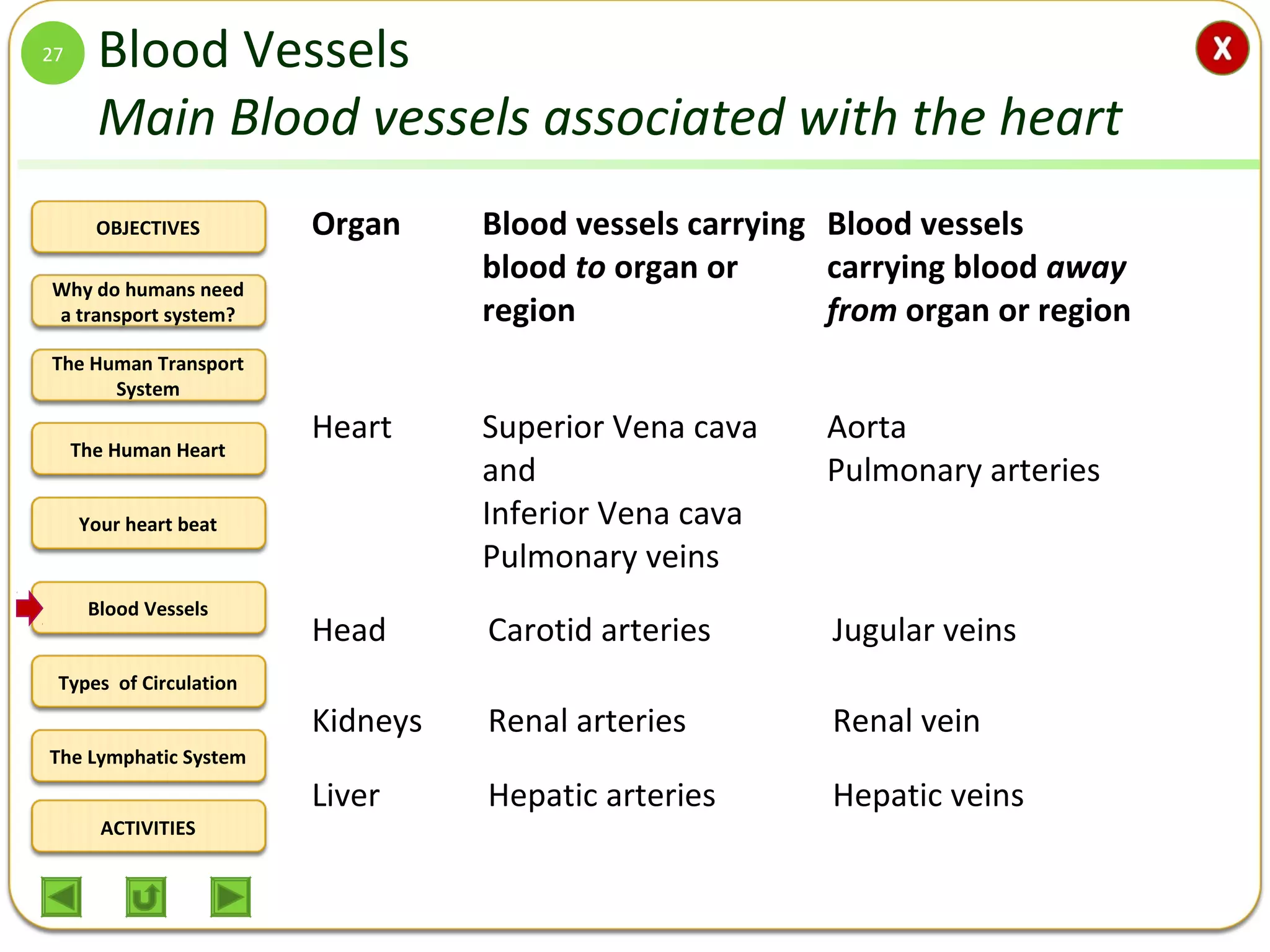 OBJECTIVES
The Human Transport
System
The Human Heart
Blood Vessels
Types of Circulation
ACTIVITIES
Your heart beat
The Lymphatic System
Why do humans need
a transport system?
Blood Vessels
Main Blood vessels associated with the heart
27
Organ Blood vessels carrying
blood to organ or
region
Blood vessels
carrying blood away
from organ or region
Heart Superior Vena cava
and
Inferior Vena cava
Pulmonary veins
Aorta
Pulmonary arteries
Head Carotid arteries Jugular veins
Kidneys Renal arteries Renal vein
Liver Hepatic arteries Hepatic veins
 