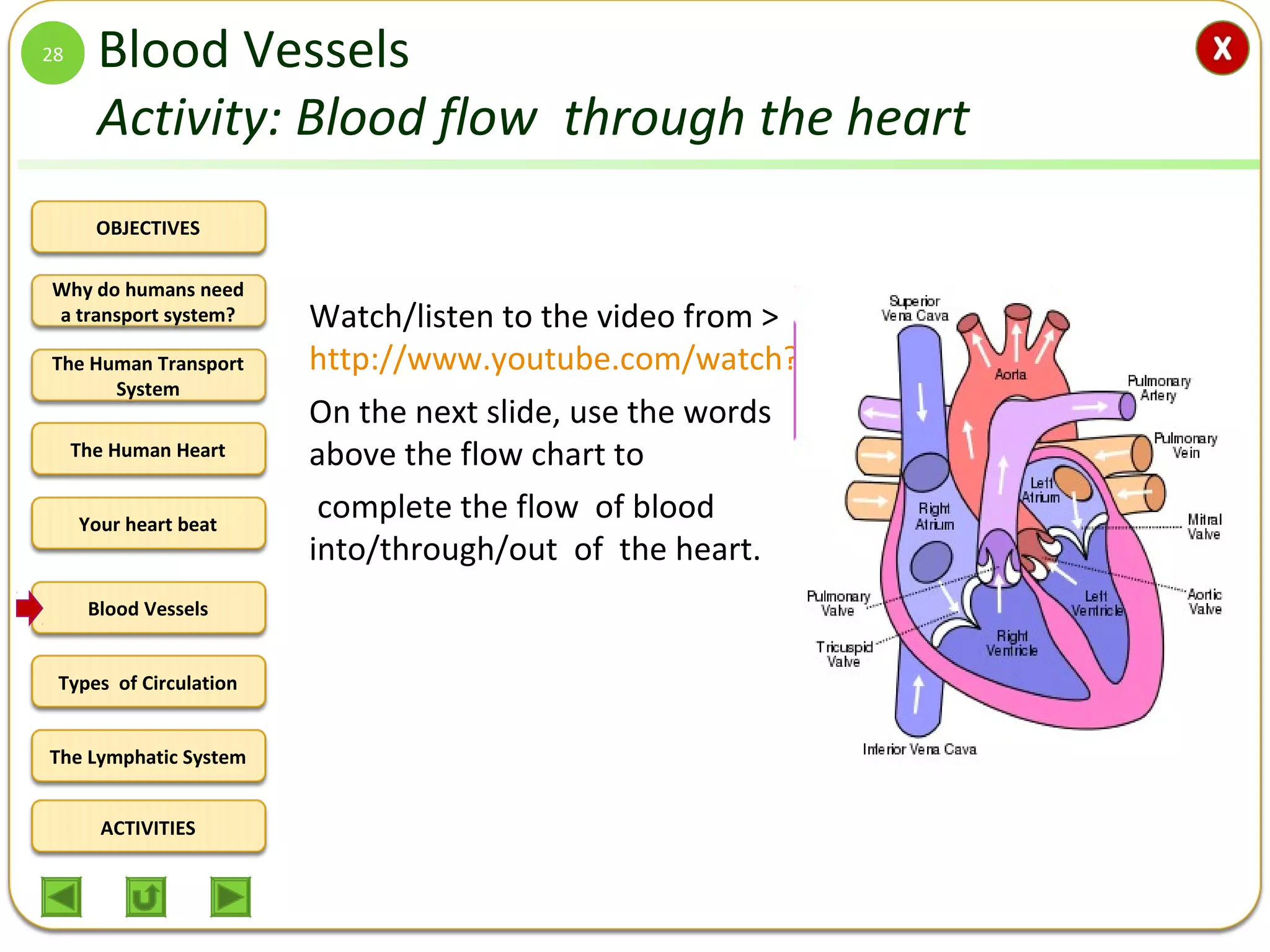 OBJECTIVES
The Human Transport
System
The Human Heart
Blood Vessels
Types of Circulation
ACTIVITIES
Your heart beat
The Lymphatic System
Why do humans need
a transport system?
Blood Vessels
Activity: Blood flow through the heart
Watch/listen to the video from >
http://www.youtube.com/watch?v=7XaftdE_h60
On the next slide, use the words
above the flow chart to
complete the flow of blood
into/through/out of the heart.
28
 