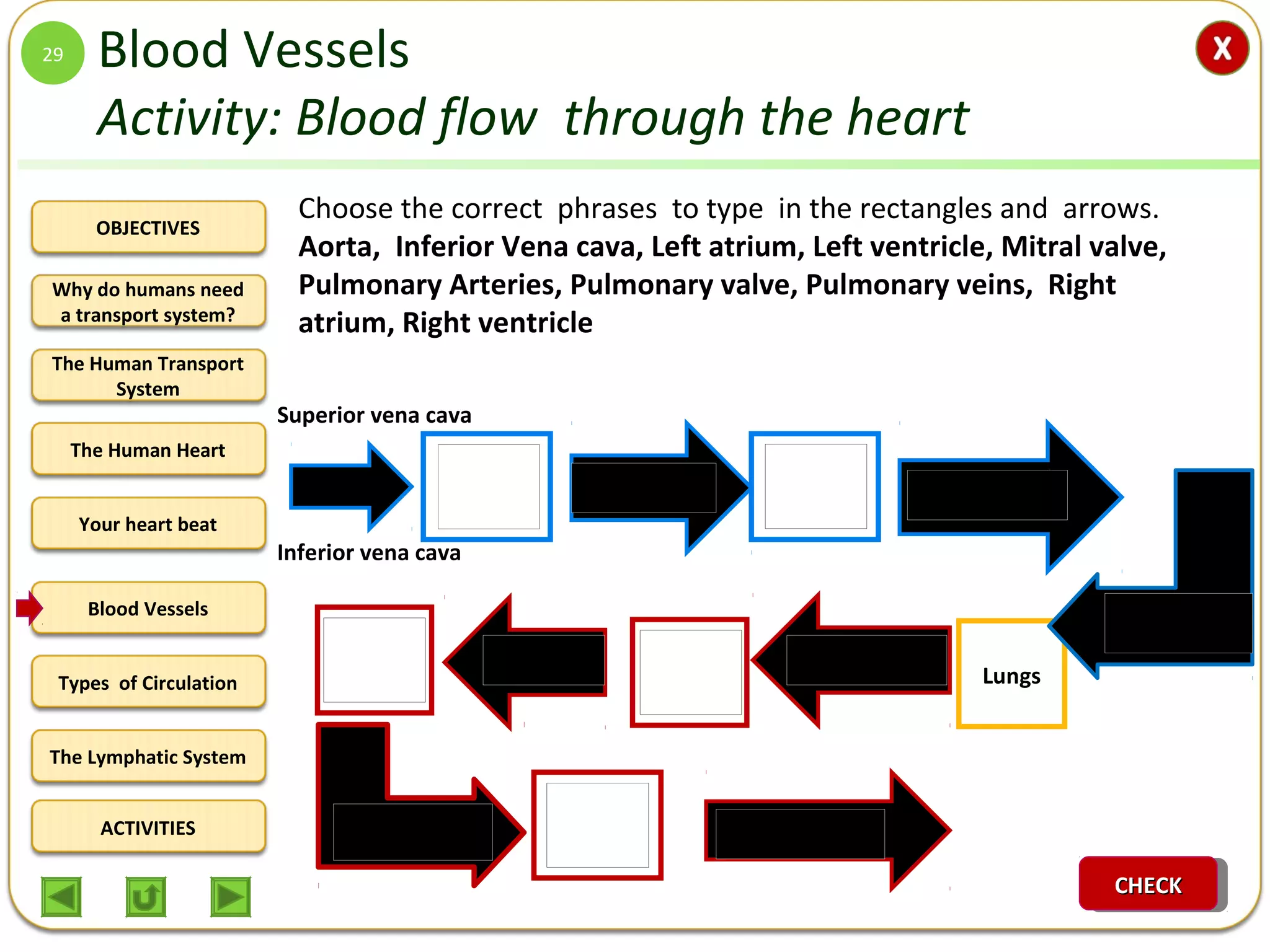 OBJECTIVES
The Human Transport
System
The Human Heart
Blood Vessels
Types of Circulation
ACTIVITIES
Your heart beat
The Lymphatic System
Why do humans need
a transport system?
Blood Vessels
Activity: Blood flow through the heart
Choose the correct phrases to type in the rectangles and arrows.
Aorta, Inferior Vena cava, Left atrium, Left ventricle, Mitral valve,
Pulmonary Arteries, Pulmonary valve, Pulmonary veins, Right
atrium, Right ventricle
29
Lungs
Superior vena cava
Inferior vena cava
CHECKCHECKCHECKCHECK
 