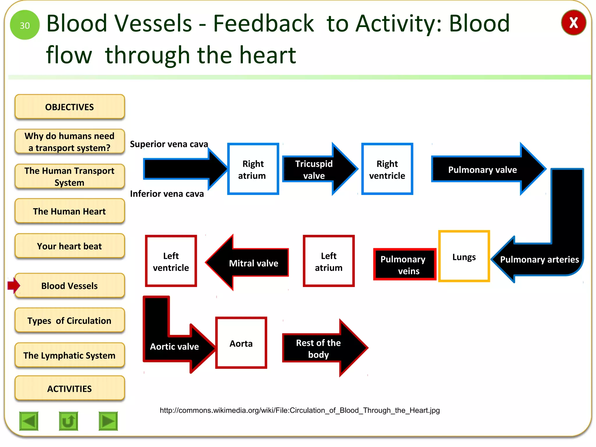 OBJECTIVES
The Human Transport
System
The Human Heart
Blood Vessels
Types of Circulation
ACTIVITIES
Your heart beat
The Lymphatic System
Why do humans need
a transport system?
Blood Vessels - Feedback to Activity: Blood
flow through the heart
30
Right
atrium
Right
ventricle
LungsLeft
atrium
Left
ventricle
Aorta
Tricuspid
valve
Pulmonary valve
Superior vena cava
Inferior vena cava
Rest of the
body
http://commons.wikimedia.org/wiki/File:Circulation_of_Blood_Through_the_Heart.jpg
Mitral valveMitral valve PulmonaryPulmonary
veinsveins
Pulmonary arteries
Aortic valve
 