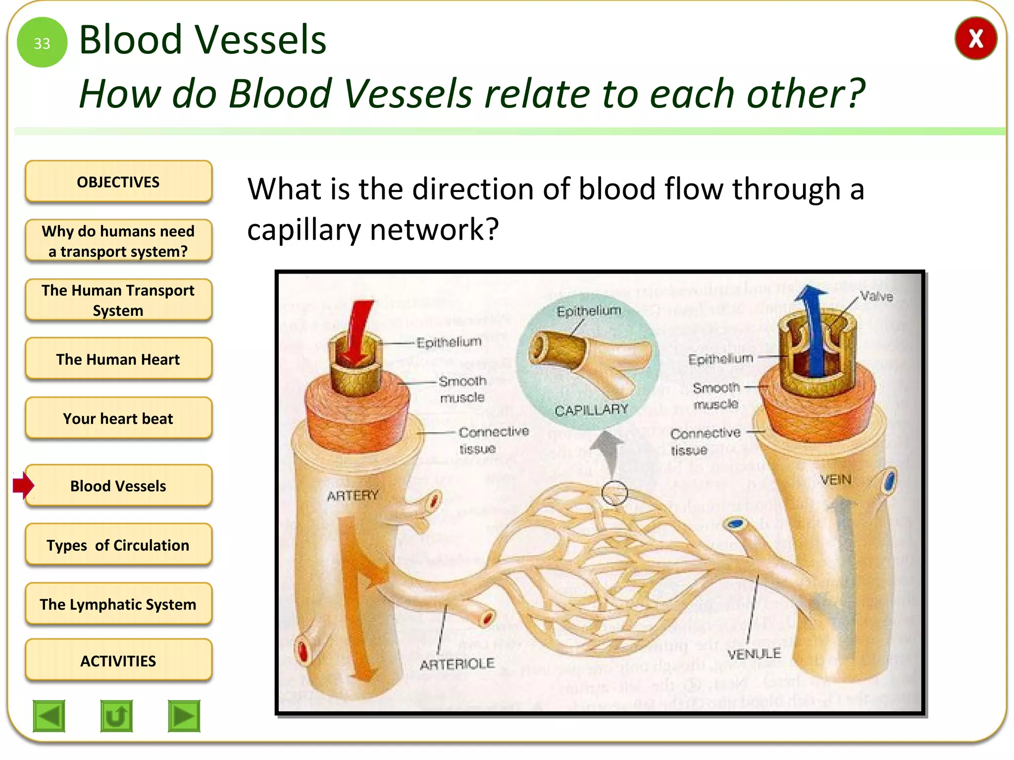 OBJECTIVES
The Human Transport
System
The Human Heart
Blood Vessels
Types of Circulation
ACTIVITIES
Your heart beat
The Lymphatic System
Why do humans need
a transport system?
Blood Vessels
How do Blood Vessels relate to each other?
What is the direction of blood flow through a
capillary network?
33
 