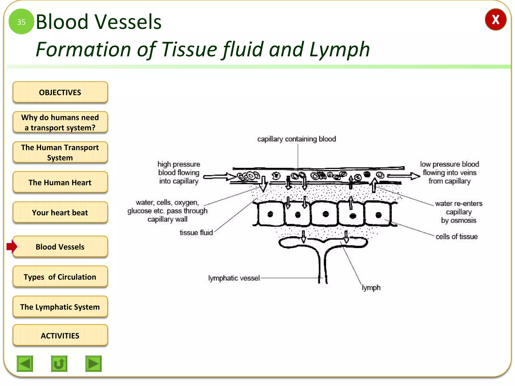 OBJECTIVES
The Human Transport
System
The Human Heart
Blood Vessels
Types of Circulation
ACTIVITIES
Your heart beat
The Lymphatic System
Why do humans need
a transport system?
Blood Vessels
Formation of Tissue fluid and Lymph
35
 