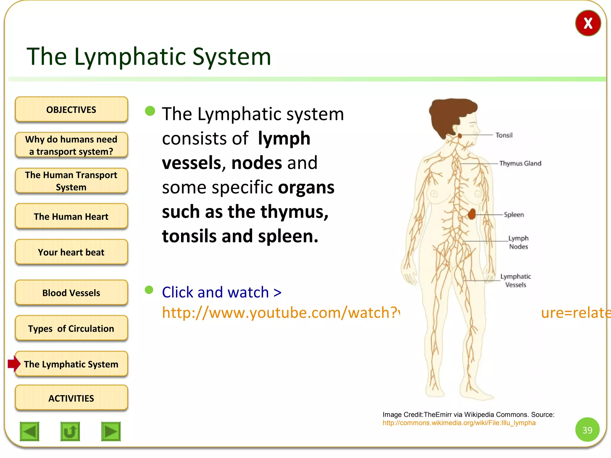 OBJECTIVES
The Human Transport
System
The Human Heart
Blood Vessels
Types of Circulation
ACTIVITIES
Your heart beat
The Lymphatic System
Why do humans need
a transport system?
The Lymphatic System
Image Credit:TheEmirr via Wikipedia Commons. Source:
http://commons.wikimedia.org/wiki/File:Illu_lympha
The Lymphatic system
consists of lymph
vessels, nodes and
some specific organs
such as the thymus,
tonsils and spleen.
 Click and watch >
http://www.youtube.com/watch?v=qEIV6c61kx4&feature=relate
39
 