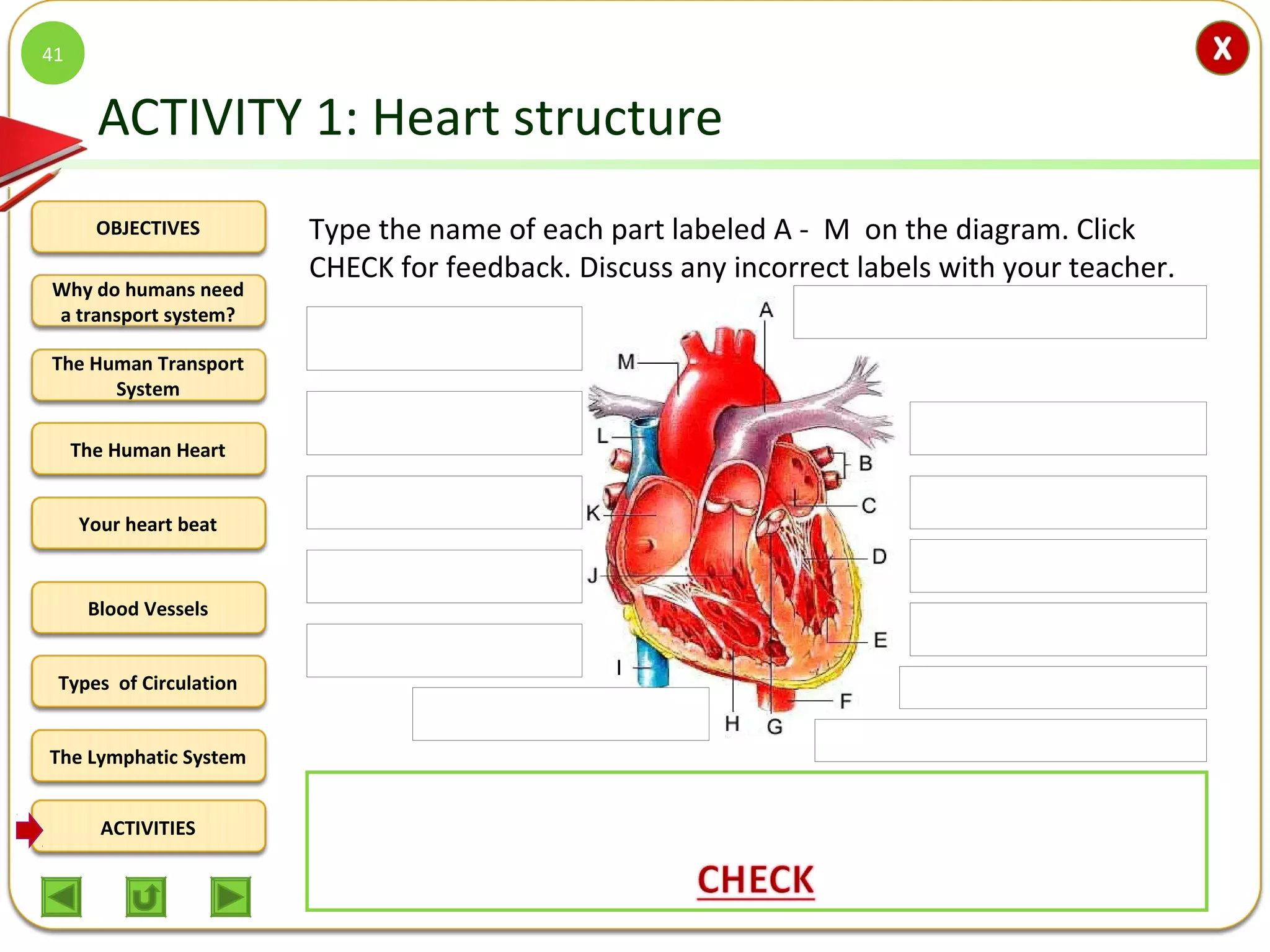 OBJECTIVES
The Human Transport
System
The Human Heart
Blood Vessels
Types of Circulation
ACTIVITIES
Your heart beat
The Lymphatic System
Why do humans need
a transport system?
ACTIVITY 1: Heart structure
Type the name of each part labeled A - M on the diagram. Click
CHECK for feedback. Discuss any incorrect labels with your teacher.
41
A – Pulmonary artery B – Pulmonary vein C – Left atrium D- Heart tendons
E- Left ventricle F- Descending aorta G – Aortic (semi-lunar) valve
H – Right ventricle I – Inferior Vena Cava J – Pulmonary (semi-lunar) valve
K – Right atrium L – Superior vena cava M – Aortic arch of the aorta
 