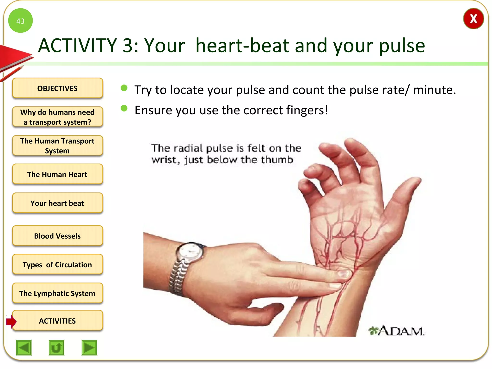 OBJECTIVES
The Human Transport
System
The Human Heart
Blood Vessels
Types of Circulation
ACTIVITIES
Your heart beat
The Lymphatic System
Why do humans need
a transport system?
ACTIVITY 3: Your heart-beat and your pulse
 Try to locate your pulse and count the pulse rate/ minute.
 Ensure you use the correct fingers!
43
 