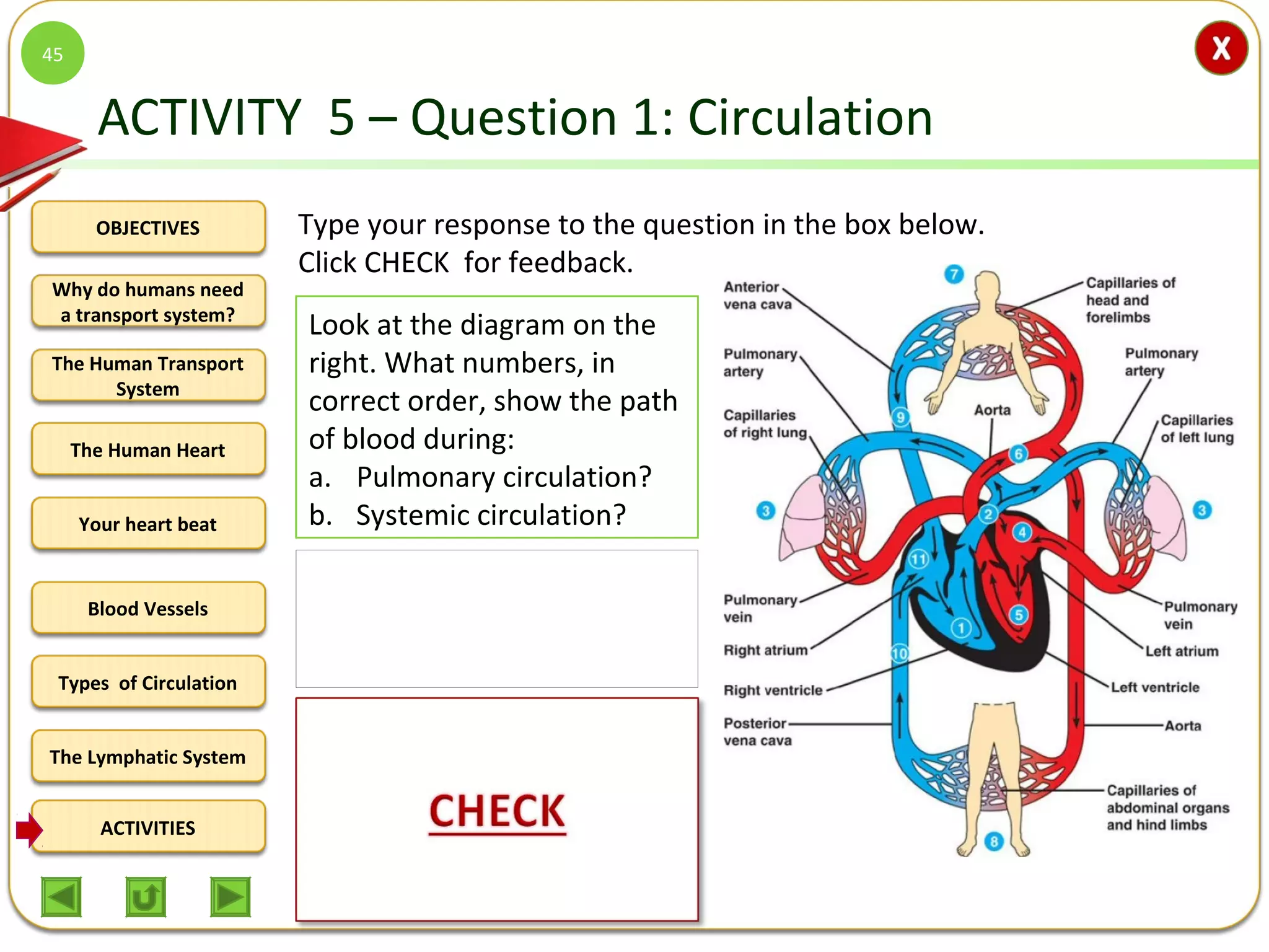 OBJECTIVES
The Human Transport
System
The Human Heart
Blood Vessels
Types of Circulation
ACTIVITIES
Your heart beat
The Lymphatic System
Why do humans need
a transport system?
ACTIVITY 5 – Question 1: Circulation
45
Look at the diagram on the
right. What numbers, in
correct order, show the path
of blood during:
a. Pulmonary circulation?
b. Systemic circulation?
Type your response to the question in the box below.
Click CHECK for feedback.
a. Pulmonary circulation =
1, 2, 3 and 4.
b. Systemic circulation =
5, 6, 7/8, 9/10,11.
 