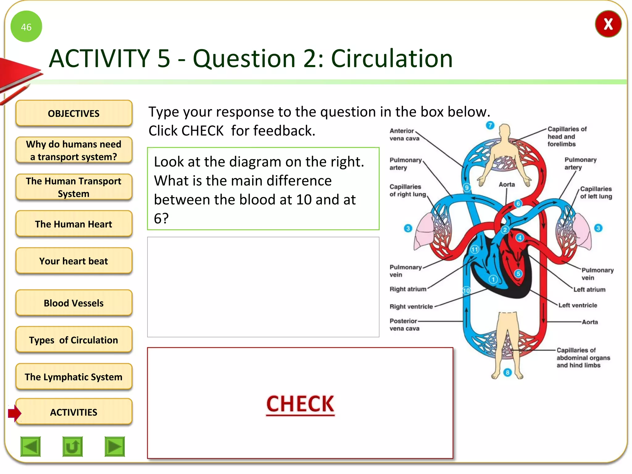 OBJECTIVES
The Human Transport
System
The Human Heart
Blood Vessels
Types of Circulation
ACTIVITIES
Your heart beat
The Lymphatic System
Why do humans need
a transport system?
ACTIVITY 5 - Question 2: Circulation
46
Look at the diagram on the right.
What is the main difference
between the blood at 10 and at
6?
Type your response to the question in the box below.
Click CHECK for feedback.
The blood at 10 is being returned to the heart from the
cells of the lower body parts, so is deoxygenated and has
a high concentration of CO2 from their respiratory
activities. That blood might also have a lower
concentration of urea and nitrogenous wastes as it might
already have been filtered in the kidneys. The blood in 6
is strongly oxygenated.
 