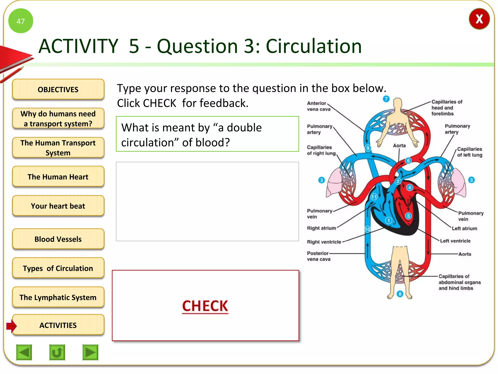 OBJECTIVES
The Human Transport
System
The Human Heart
Blood Vessels
Types of Circulation
ACTIVITIES
Your heart beat
The Lymphatic System
Why do humans need
a transport system?
ACTIVITY 5 - Question 3: Circulation
47
What is meant by “a double
circulation” of blood?
Type your response to the question in the box below.
Click CHECK for feedback.
The passing of blood twice
through the heart as blood makes
one complete circuit around the
body.
 