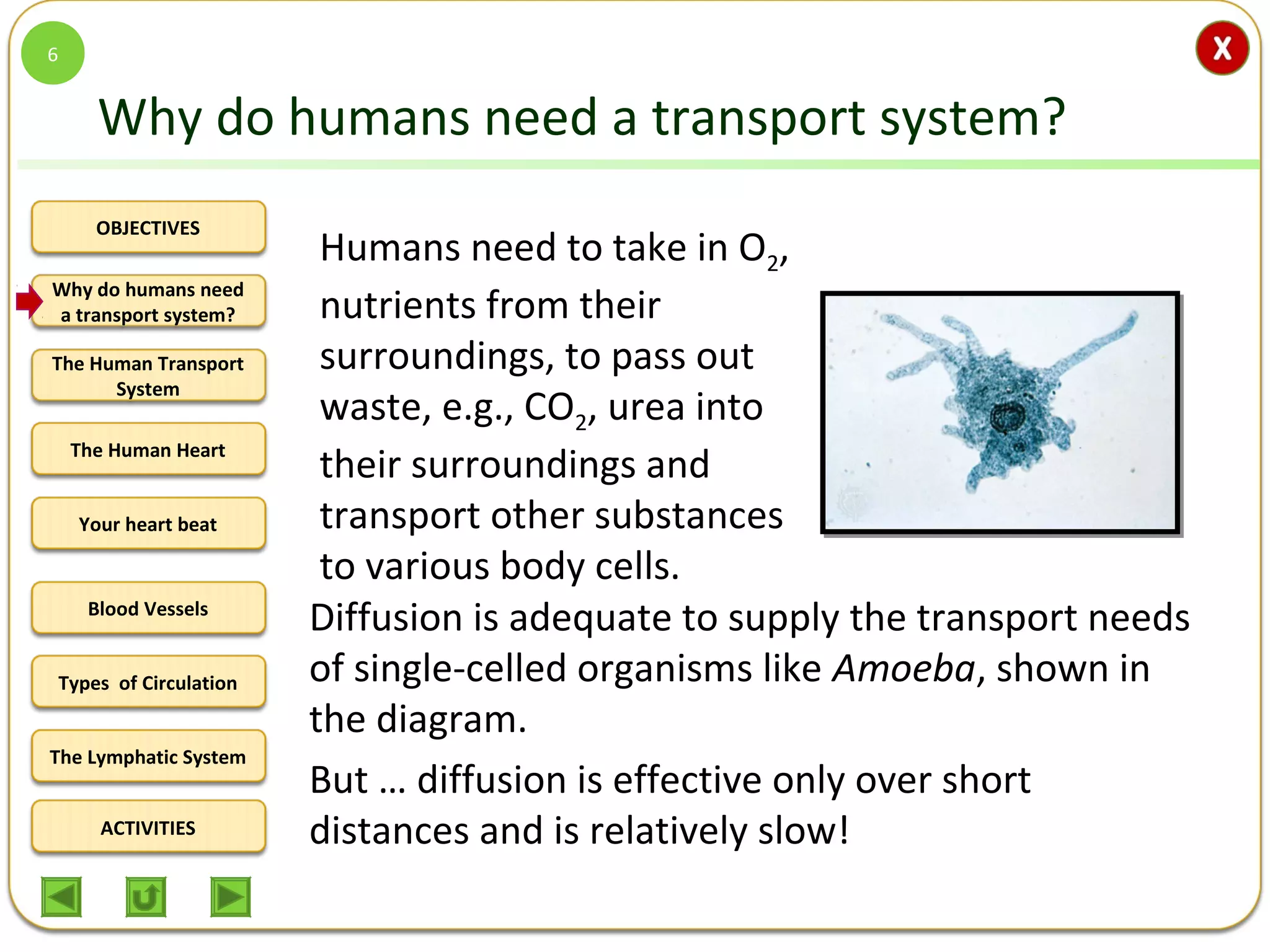 OBJECTIVES
The Human Transport
System
The Human Heart
Blood Vessels
Types of Circulation
ACTIVITIES
Your heart beat
The Lymphatic System
Why do humans need
a transport system?
Why do humans need a transport system?
Diffusion is adequate to supply the transport needs
of single-celled organisms like Amoeba, shown in
the diagram.
But … diffusion is effective only over short
distances and is relatively slow!
Humans need to take in O2,
nutrients from their
surroundings, to pass out
waste, e.g., CO2, urea into
their surroundings and
transport other substances
to various body cells.
6
 