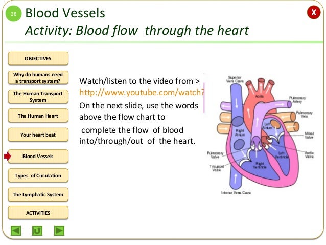 integrated science m2 the human circulatory system circulatory system flow chart