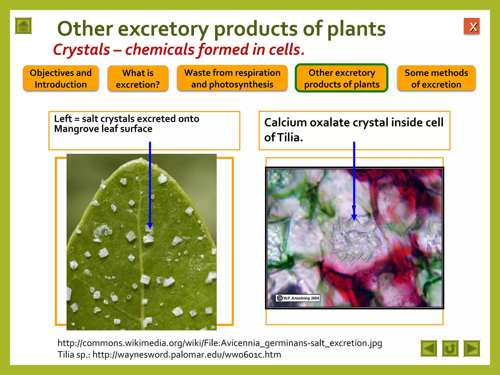 Integrated Science M2 Excretion In Plants 2048x1536