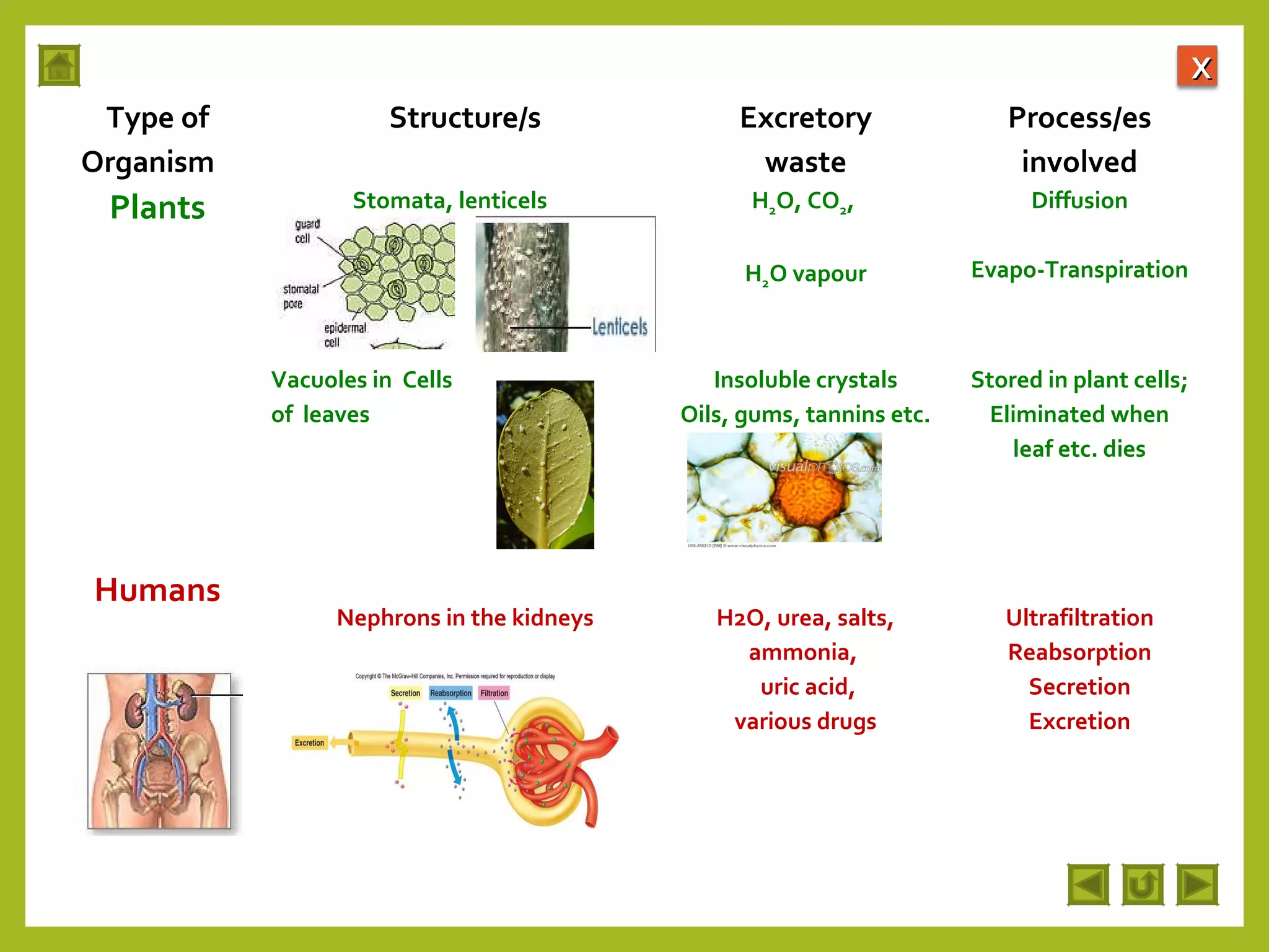 Integrated Science M2 Excretion In Plants 2048x1536