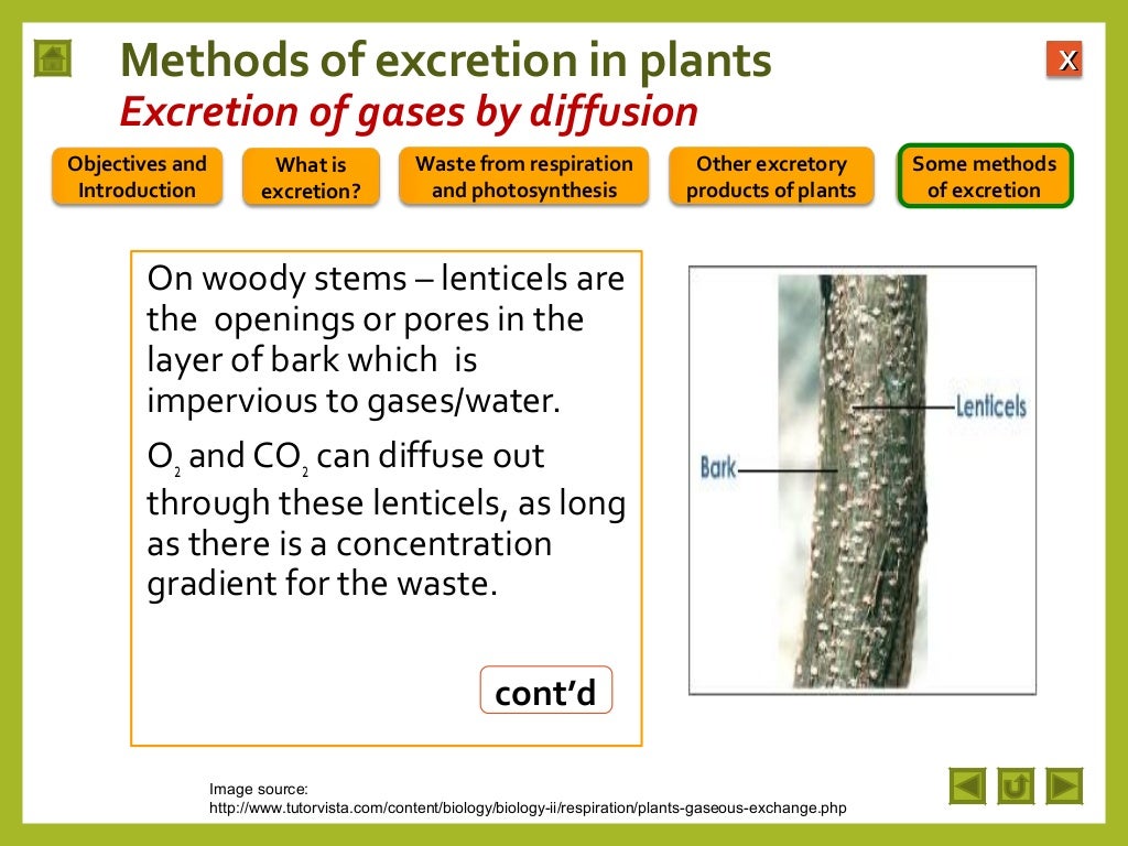 Integrated Science M2 Excretion in plants