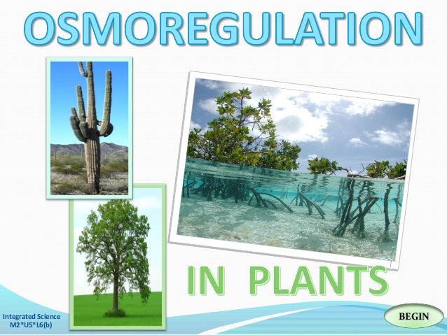 Integrated Science M2 Osmoregulation In Plants
