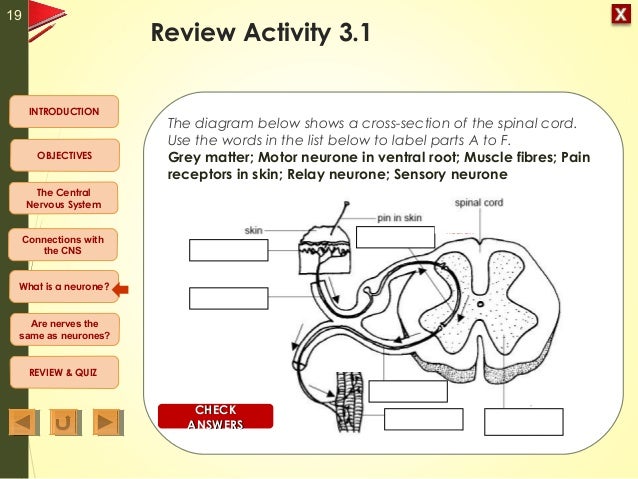 Central Nervous System Diagram Quiz Images - How To Guide 