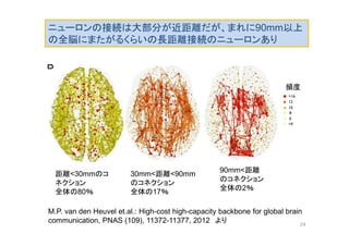 距離<30mmのコ
ネクション
全体の80％
30mm<距離<90mm
のコネクション
全体の17％
90mm<距離
のコネクション
全体の2％
頻度
M.P. van den Heuvel et.al.: High-cost high-capacity backbone for global brain
communication, PNAS (109), 11372-11377, 2012 より
ニューロンの接続は大部分が近距離だが、まれに90mm以上
の全脳にまたがるくらいの長距離接続のニューロンあり
24
 