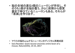 • 脳の全域の渡る3個のニューロンが存在し、そ
のうち1個が全脳を覆う。さらに前障から感覚
器まで伸びているニューロンもある。それらが
「意識」を作り出す。
• マウスの脳をwrapするニューロンのディジタル再構成図
• Sara Reardon: Giant neuron encircles entire brain of a
mouse, Nature(543), 14-15, 2017
25
 